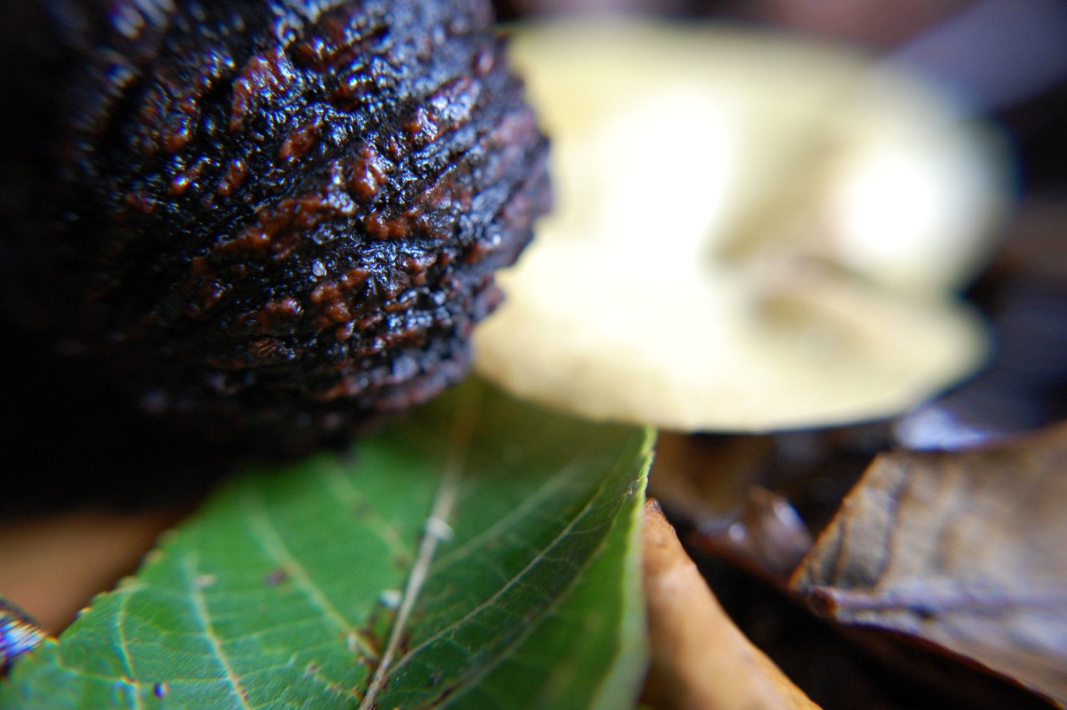 Benefits of Black Walnut for Itchy Scalp - Bea's Bayou Skincare